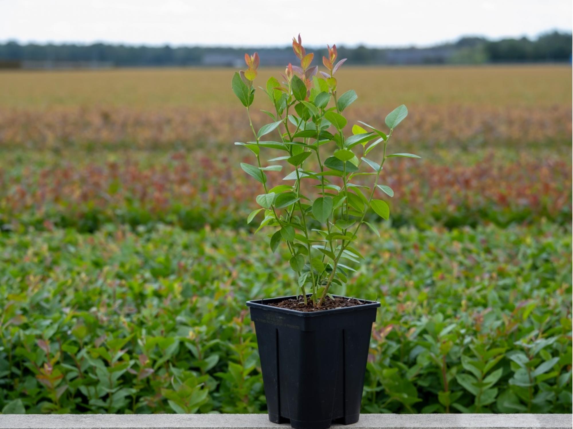 Fall Creek Driesvenplant